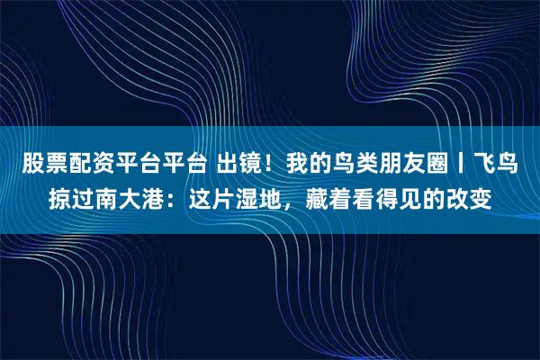 股票配资平台平台 出镜！我的鸟类朋友圈丨飞鸟掠过南大港：这片湿地，藏着看得见的改变